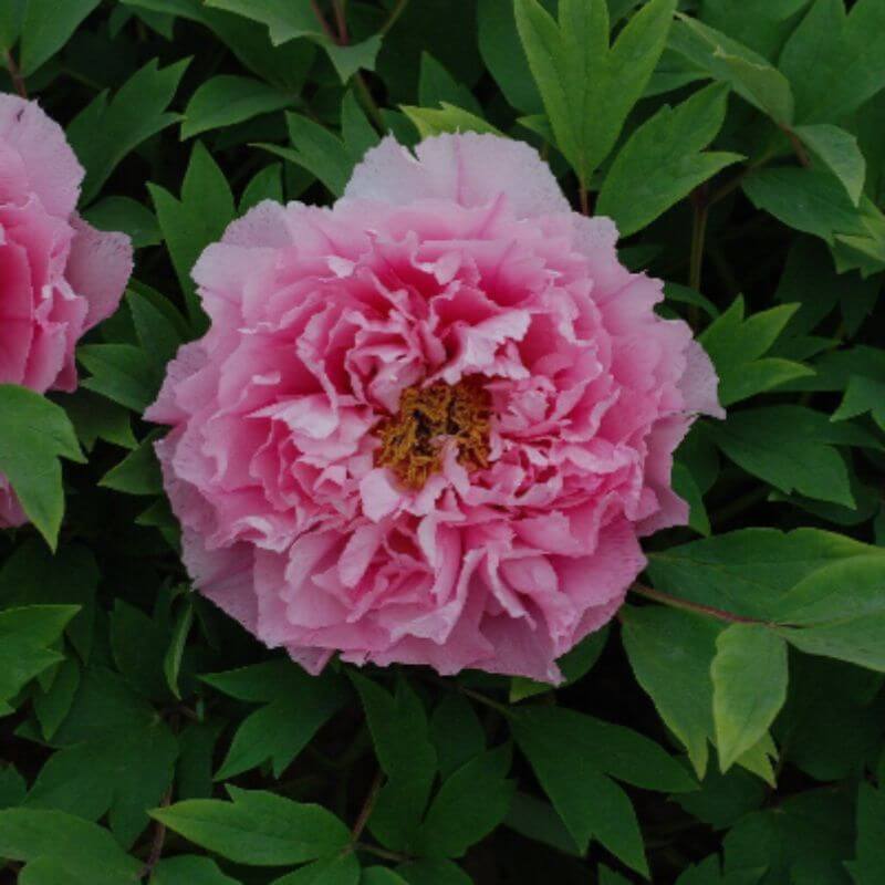 Close-up of a pink peony flower with green leaves