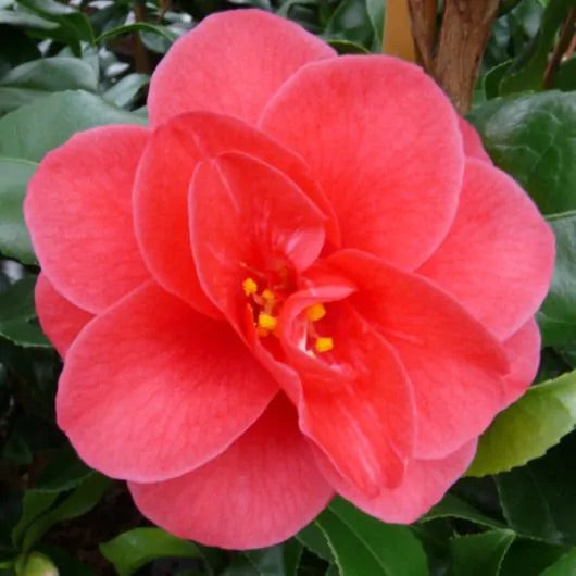 Camellia ‘Marie Williams’ (Dark Pink Double) | 4L | 60-70cm