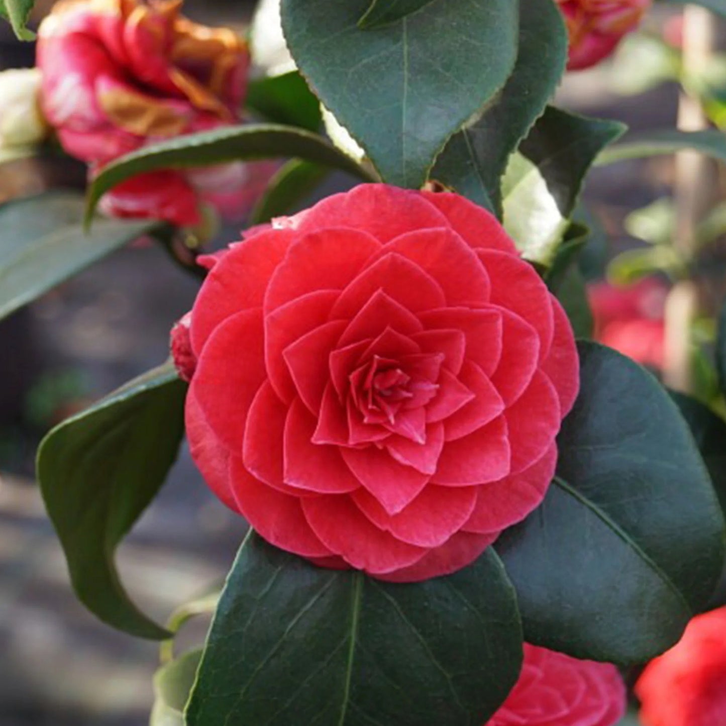 Camellia ‘Princess Baciocchi’ (Red Double) | 4L | 60-70cm