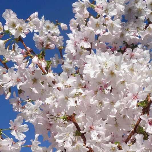 Cherry Blossom ‘Brilliant | 3L | 60cm