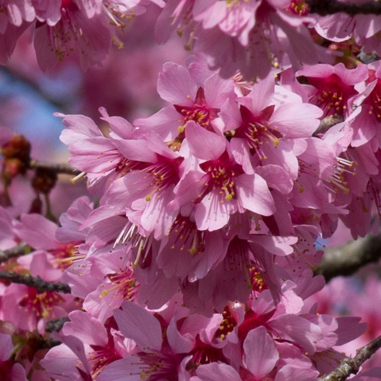 Cherry Blossom ‘Okame’ | 3L | 60cm