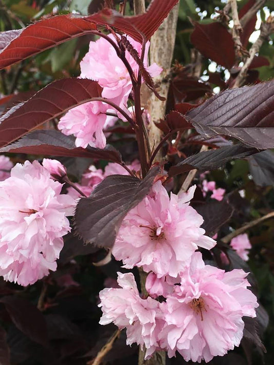 Cherry Blossom ‘Royal Burgundy’ | 3L | 60cm