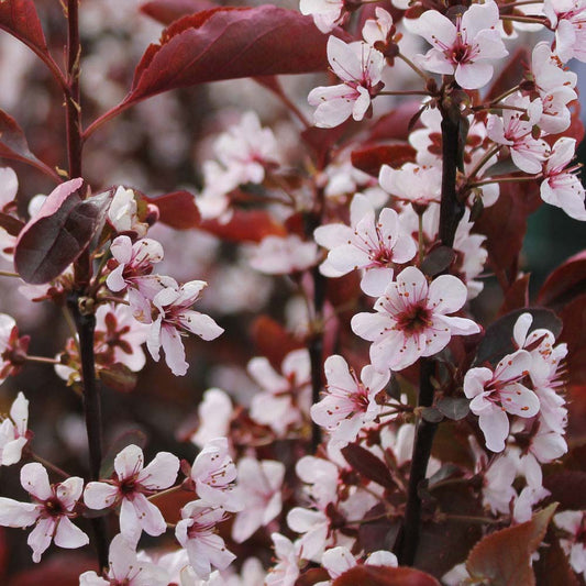 Cherry Blossom ‘Shirotae’ | 3L | 60cm