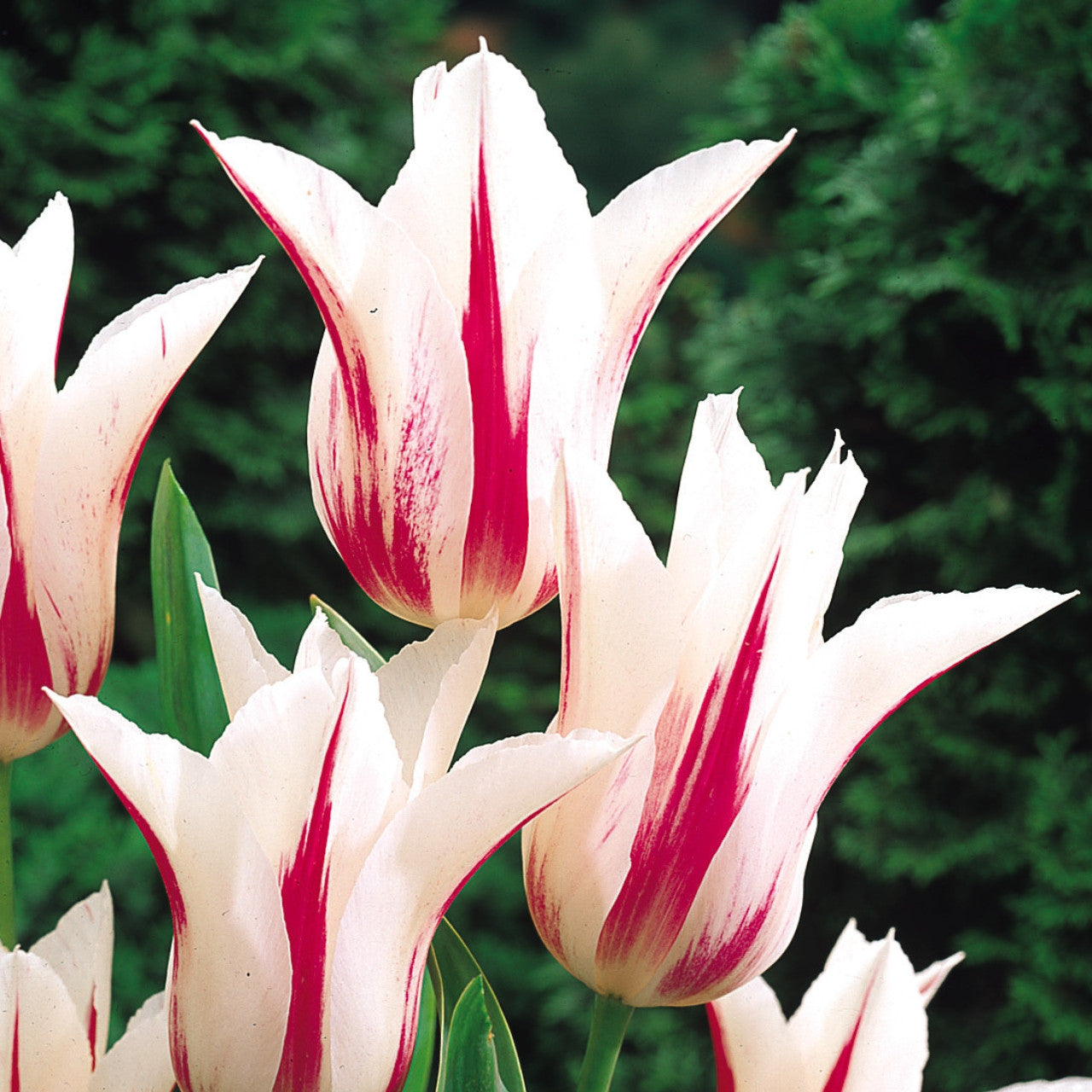 Tulip Marilyn
