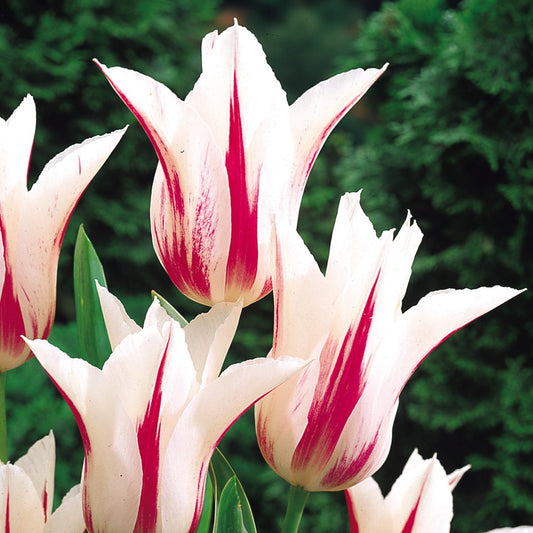 Tulip Marilyn